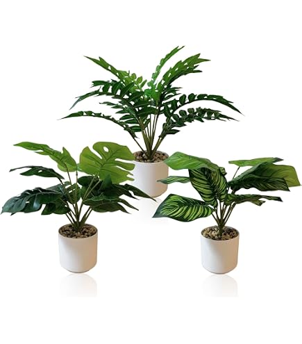 Amazon｜PLANCHU 観葉植物 ネフロレピス ハッピーゴールデン 8号吊り鉢